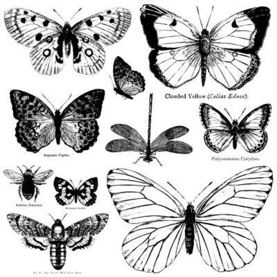 butterflies, bugs, stamp