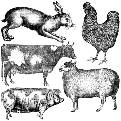 rabbit, cow, chicken, hen, sheep, pig, farm, animals