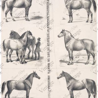 Principal Horses, JRV, Rice Paper, Horse, A4, 8.25 x 11.60