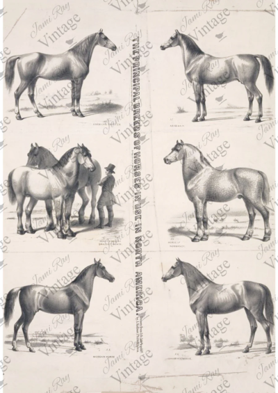 Principal Horses, JRV, Rice Paper, Horse, A4, 8.25 x 11.60