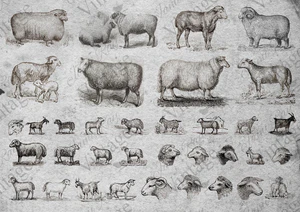 Sheep, JRV, Rice Paper